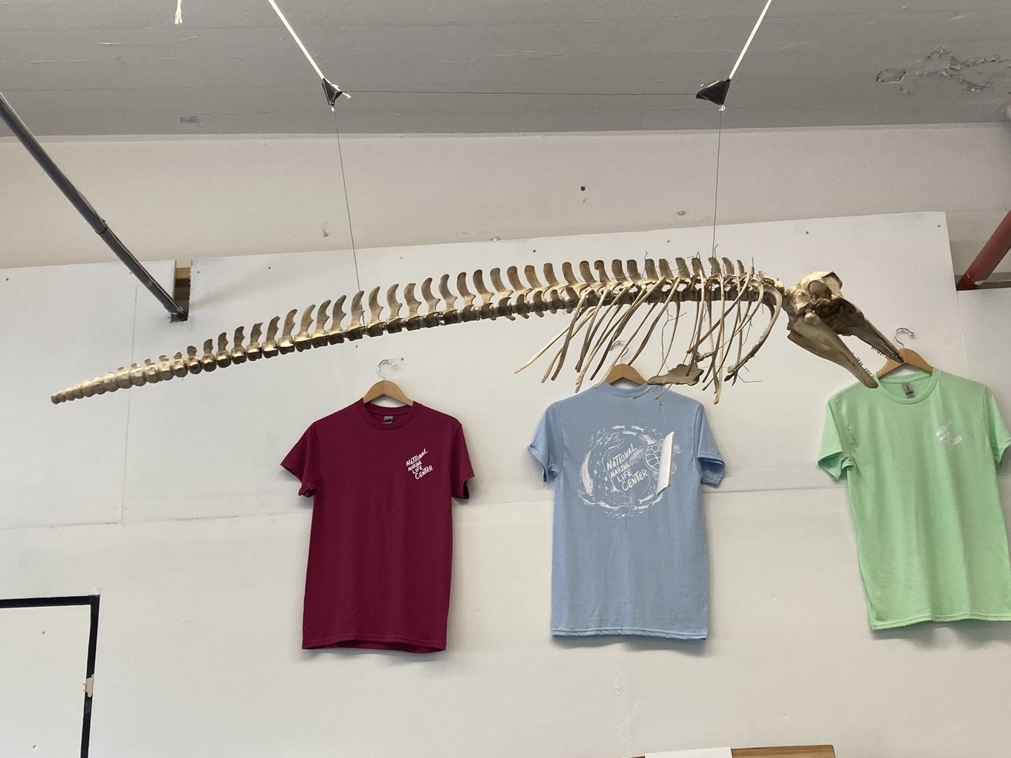 Adult Harbor Porpoise skeleton