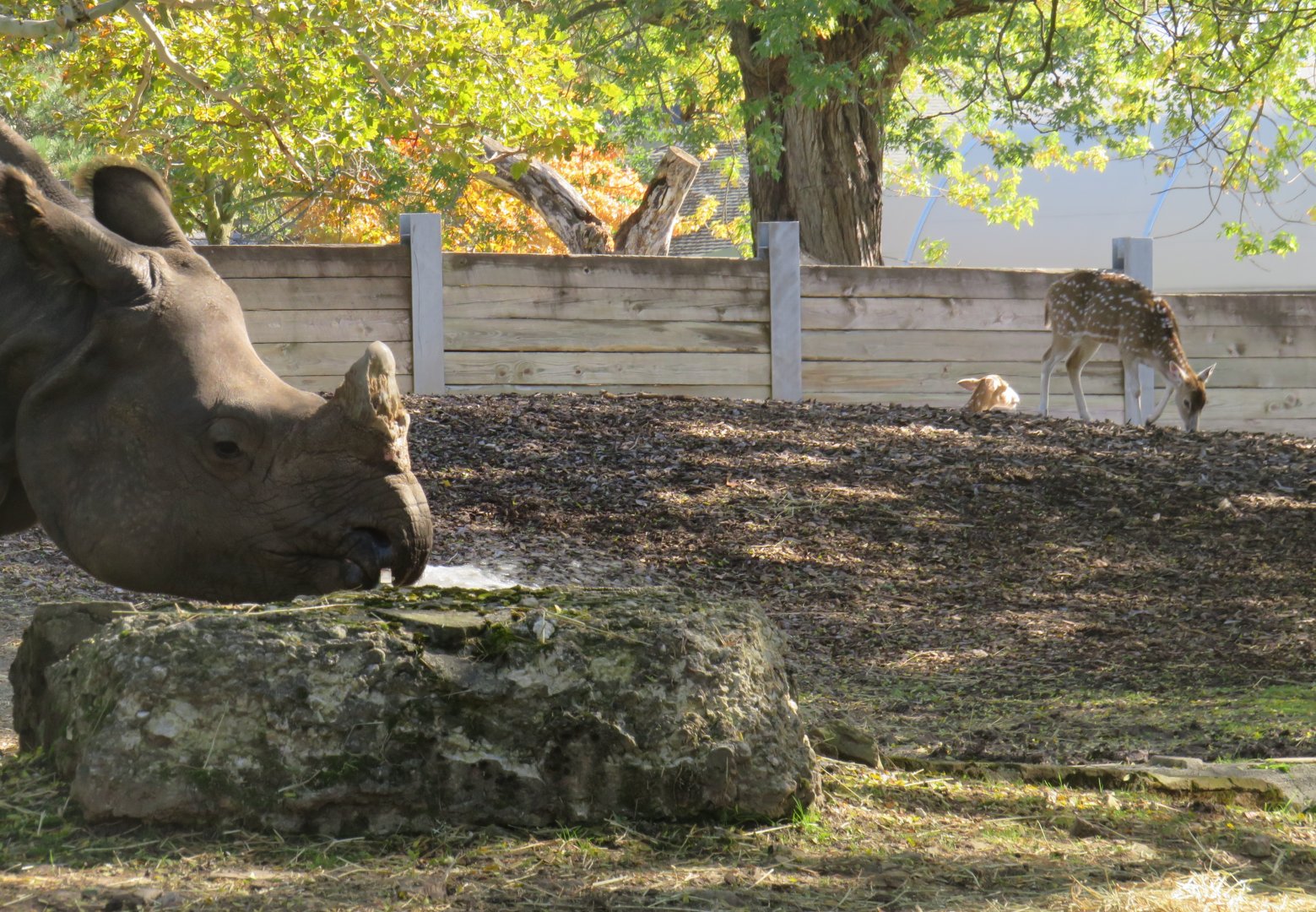 Adult Indian rhino with chital deer