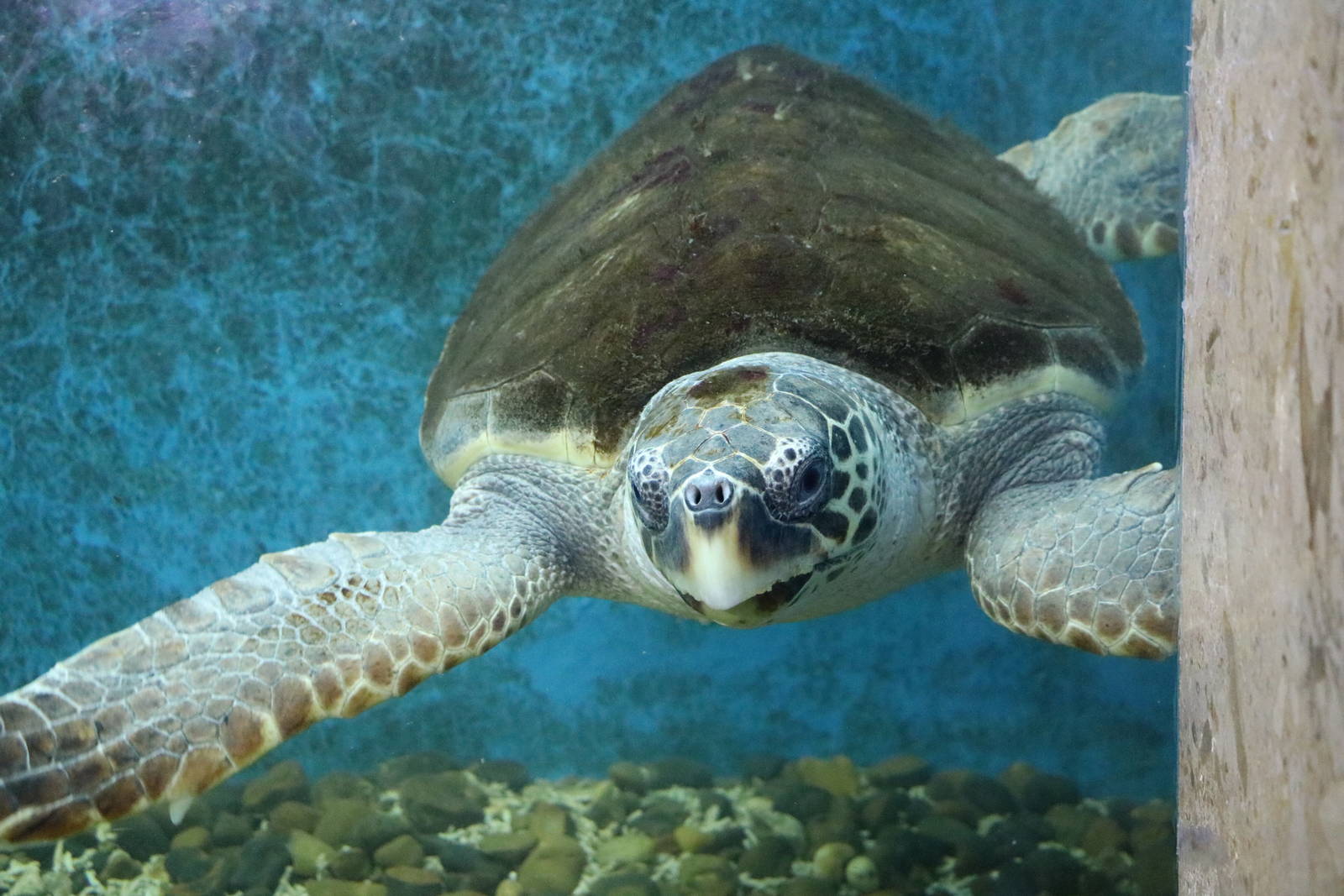 Adult loggerhead turtle, February 2016