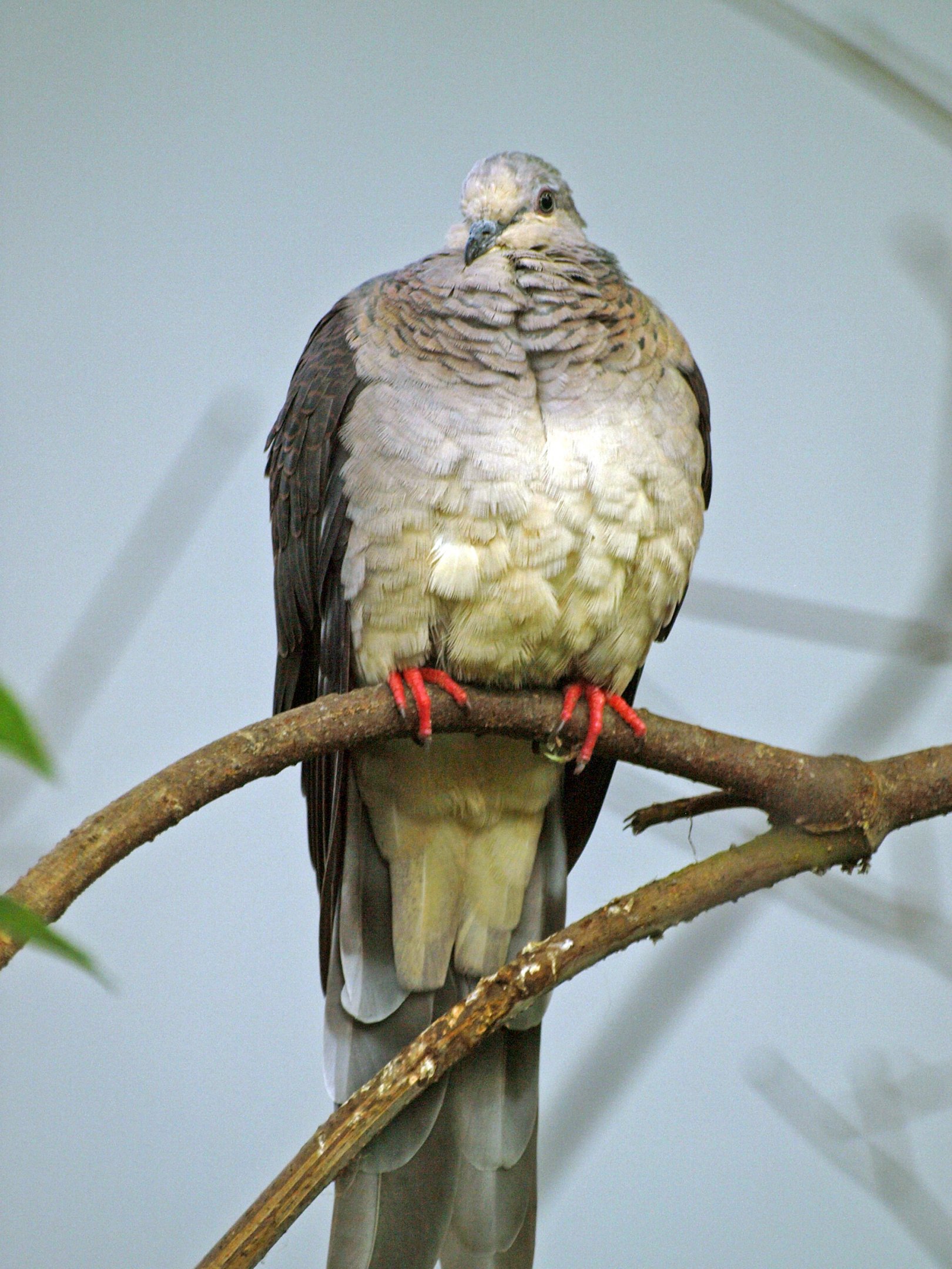 Adult Macropygia unchall