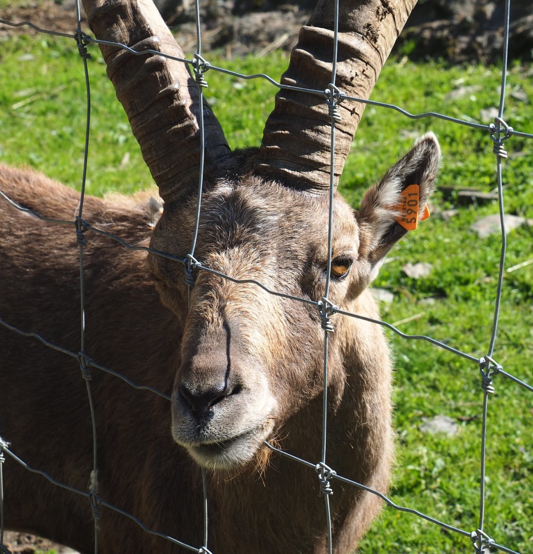 Adult male Alpine ibex (Capra ibex), 2021-05-29