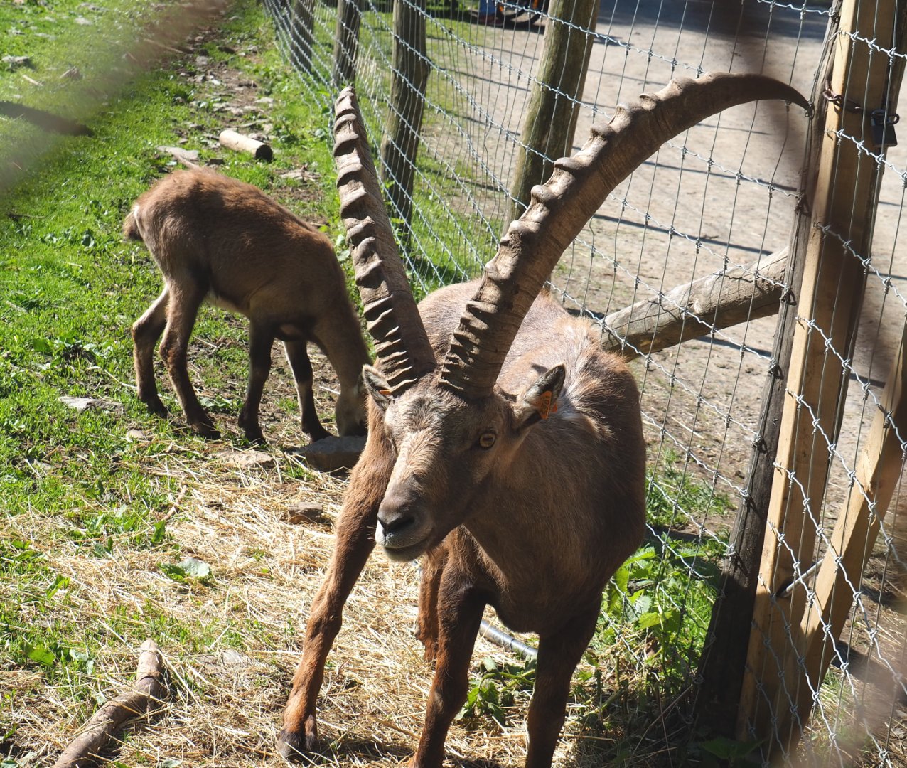Adult male Alpine ibex (Capra ibex), 2021-05-29