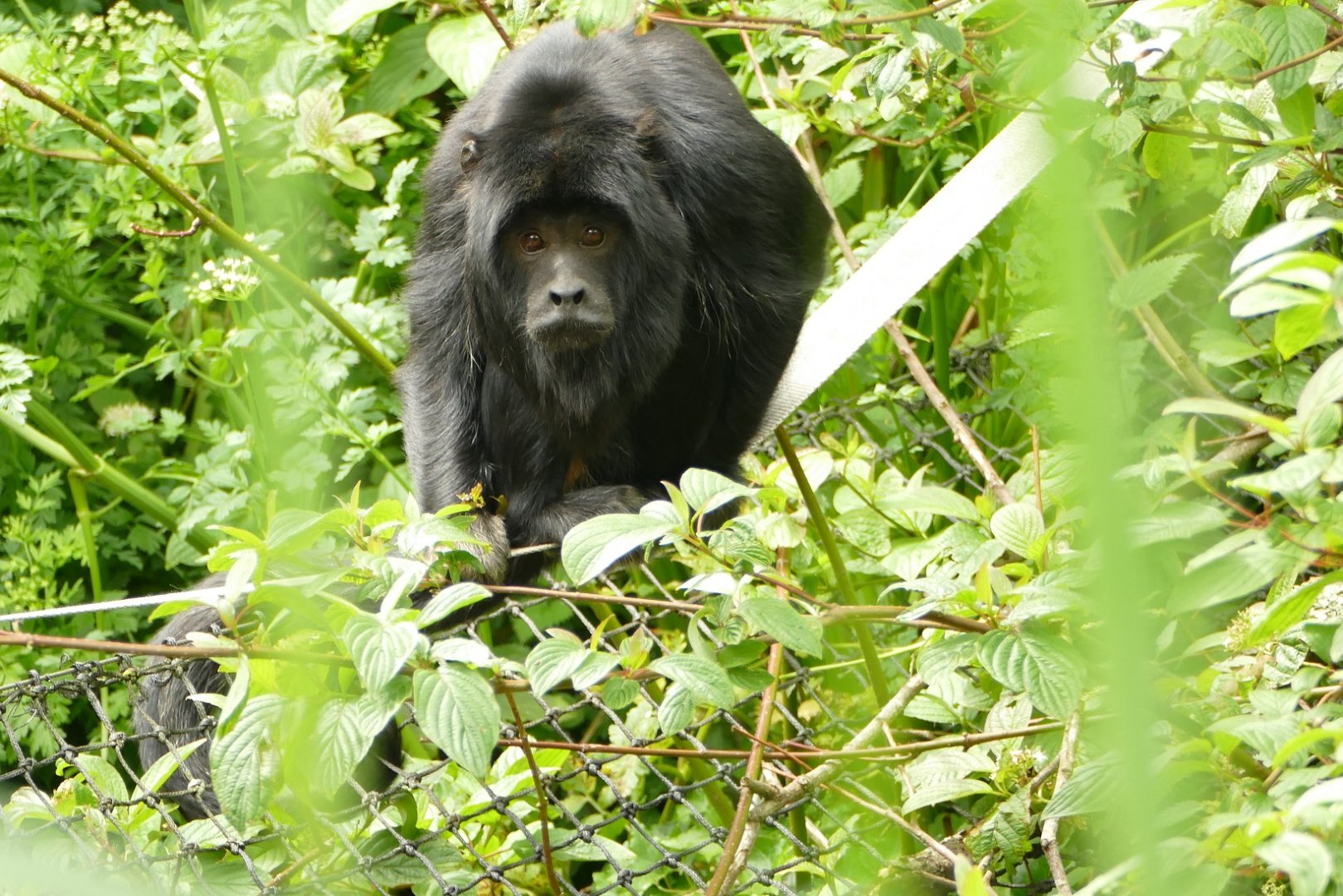 Adult male Black Howler Monkey, June 2021