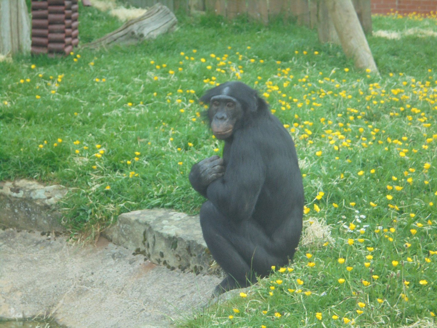 Adult male Bonobo 'Keke'