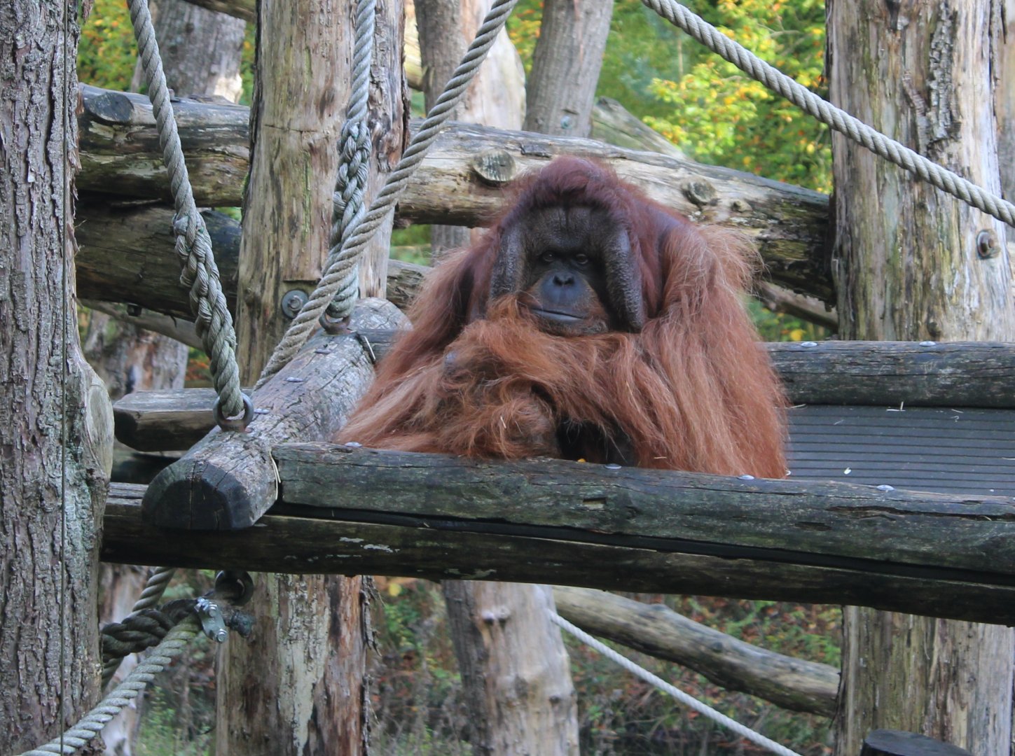 Adult male Borneo orang utan