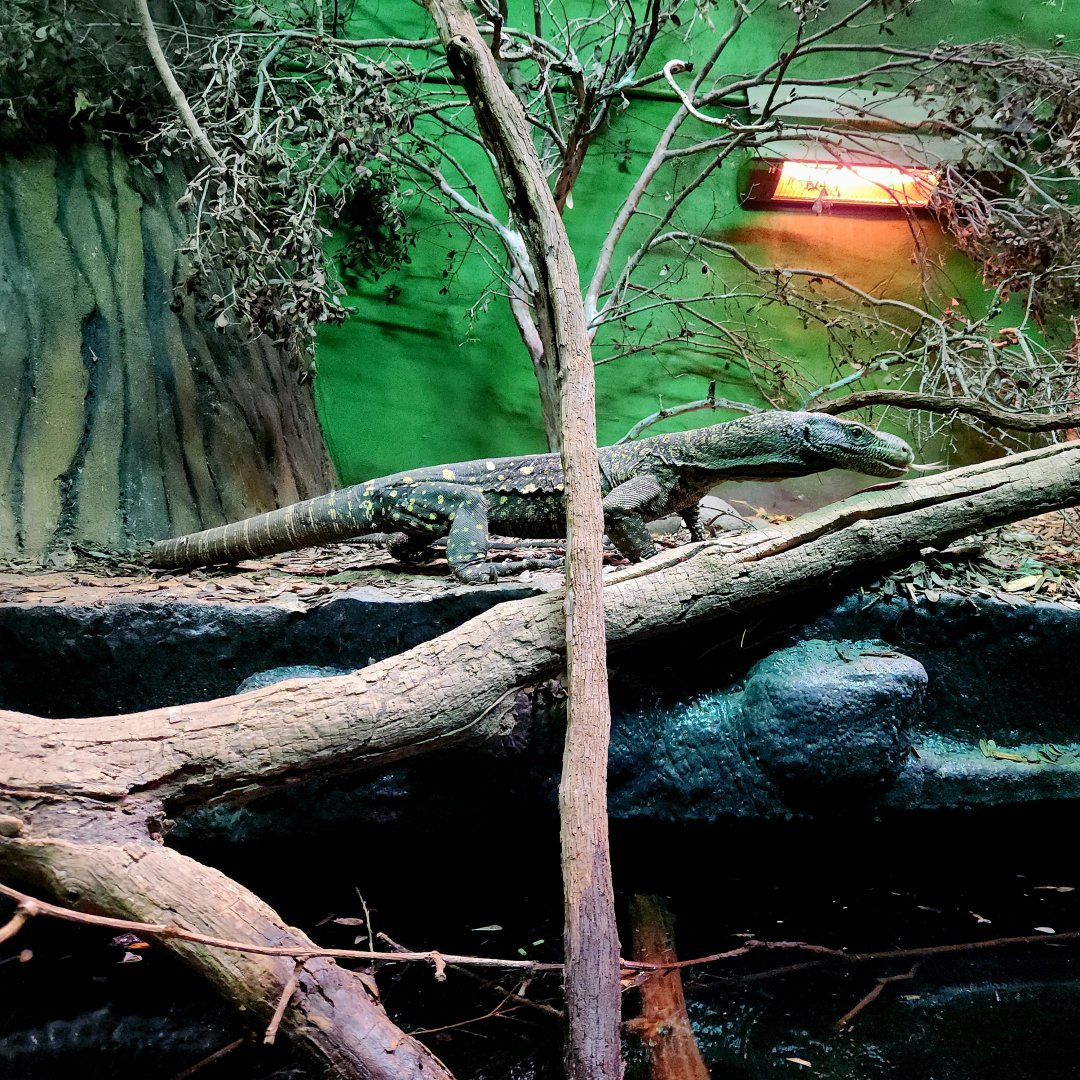 Adult Male Crocodile Monitor (Varanus salvadorii)
