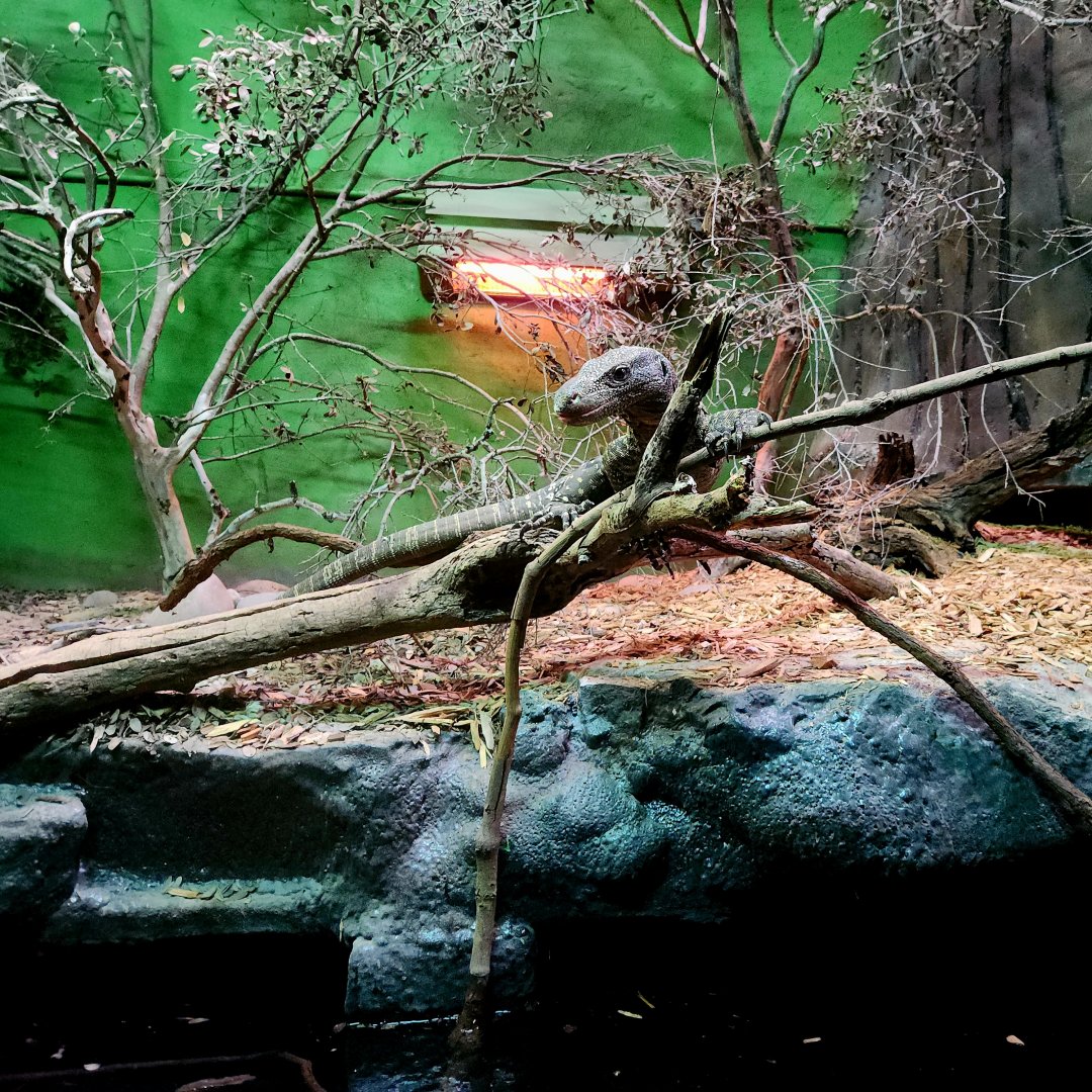 Adult Male Crocodile Monitor (Varanus salvadorii)