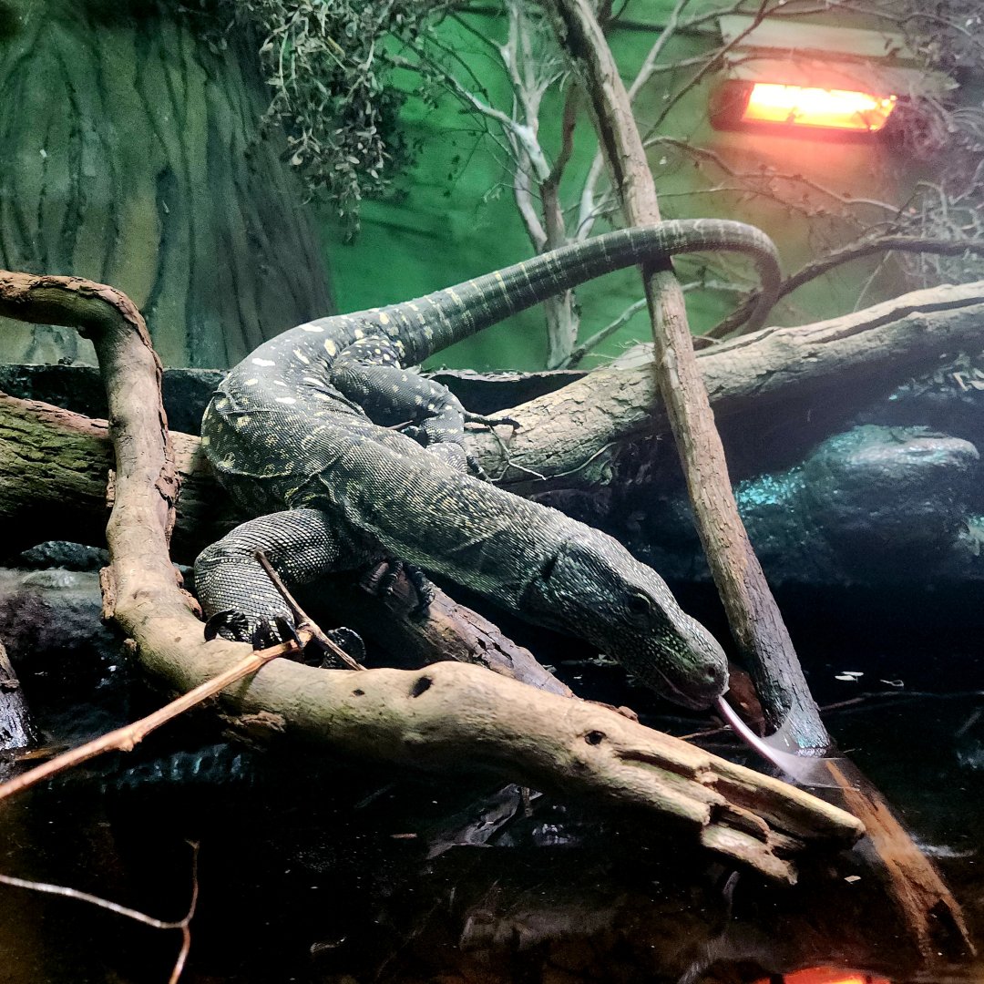 Adult Male Crocodile Monitor (Varanus salvadorii)