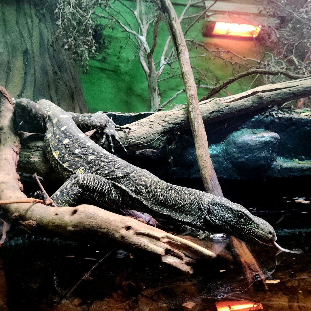 Adult Male Crocodile Monitor (Varanus salvadorii)