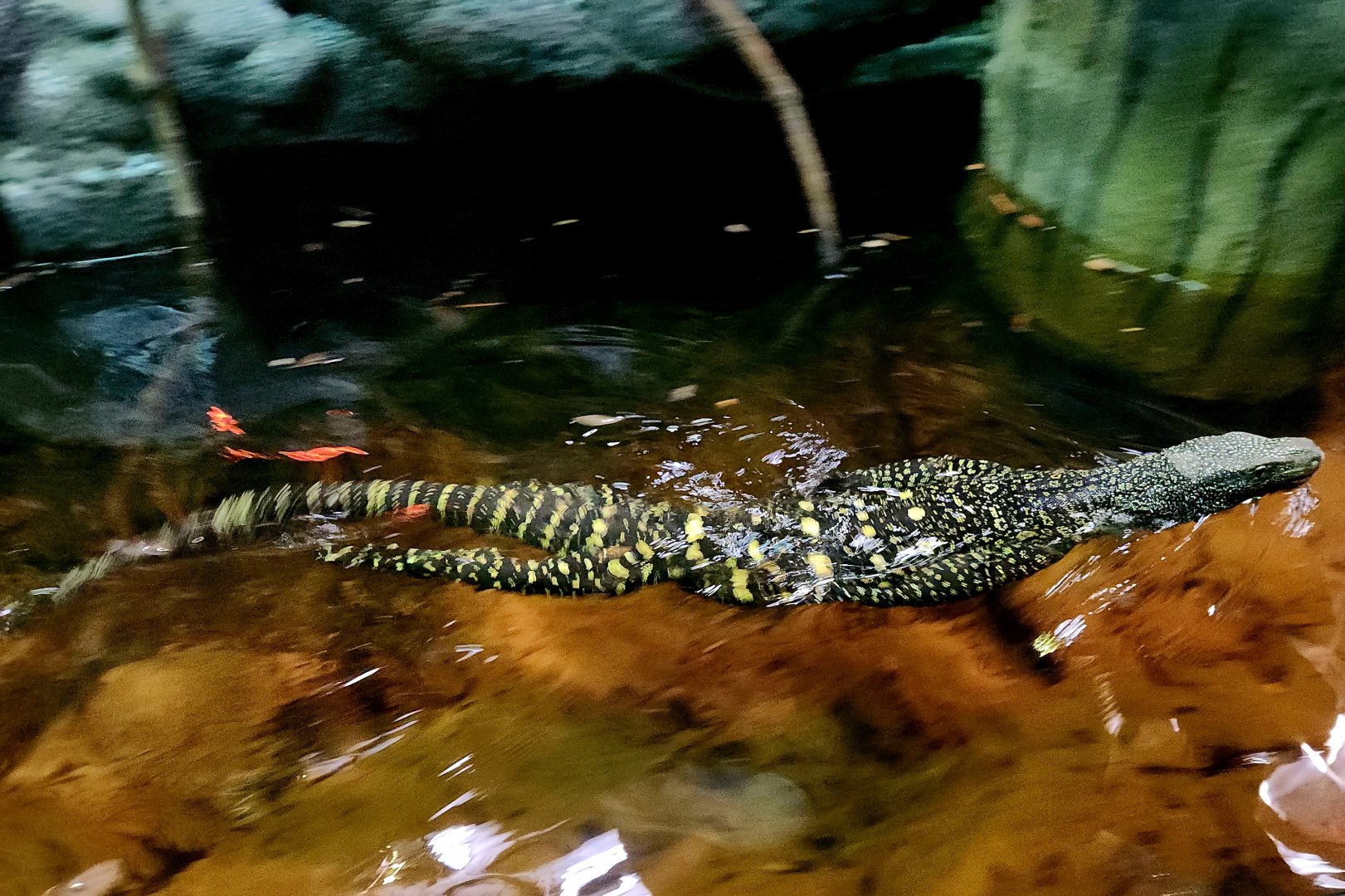 Adult Male Crocodile Monitor (Varanus salvadorii)