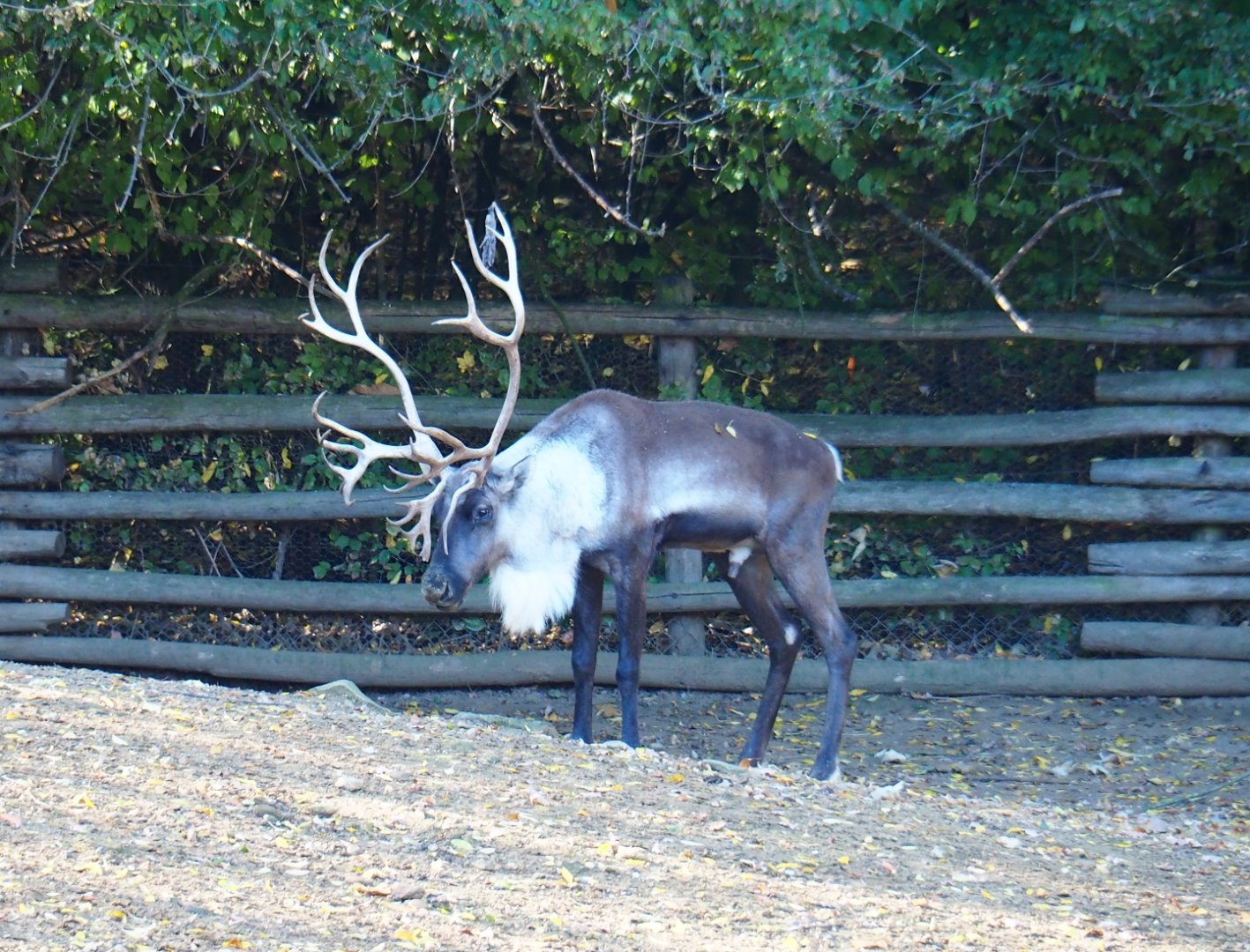 Adult male Eurasian forest reindeer (Rangifer tarandus fennicus), Oct 13th, 2018