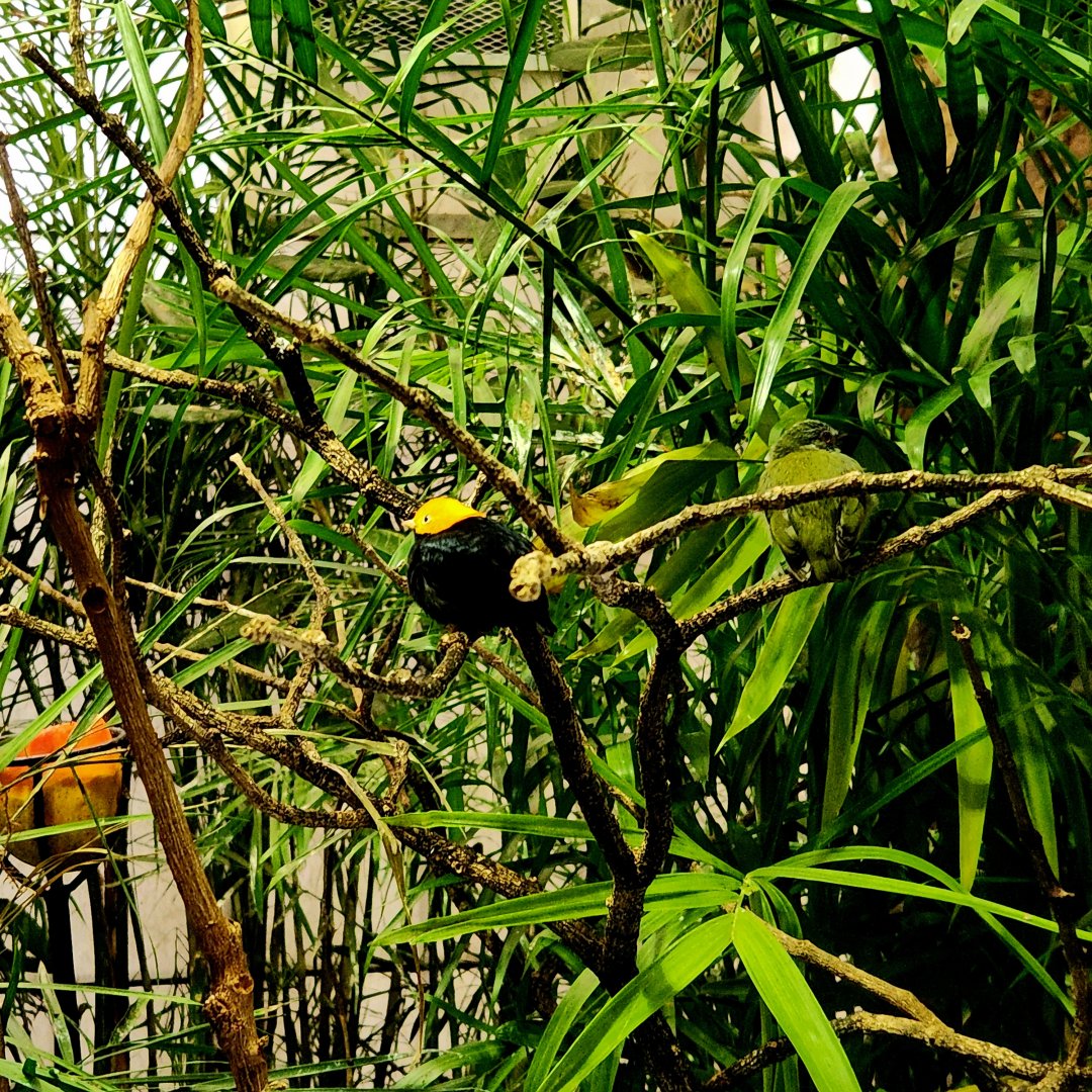 Adult male Golden-Headed Manakin (Ceratopipra erythrocephala) and juvenile White-Crowned Manakin (Pseudopipra pipra)
