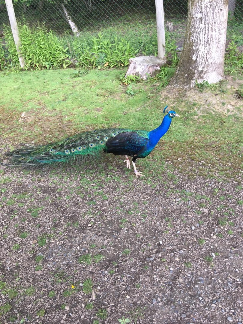 Adult Male Peafowl