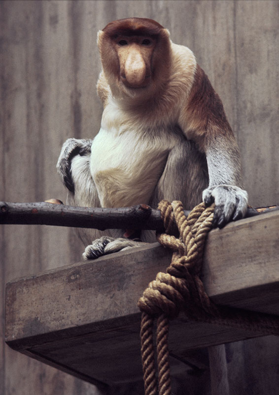 Adult male proboscis monkey 1973