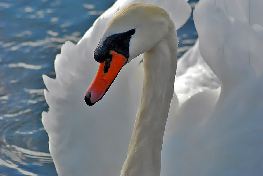 adult male swan