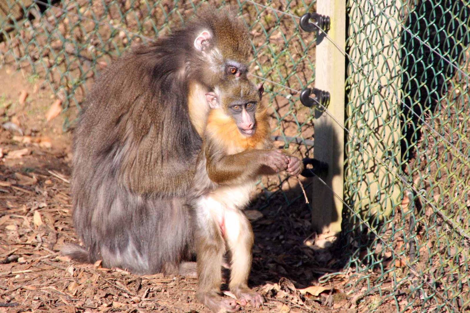 Adult Mandrill with young Mandrill