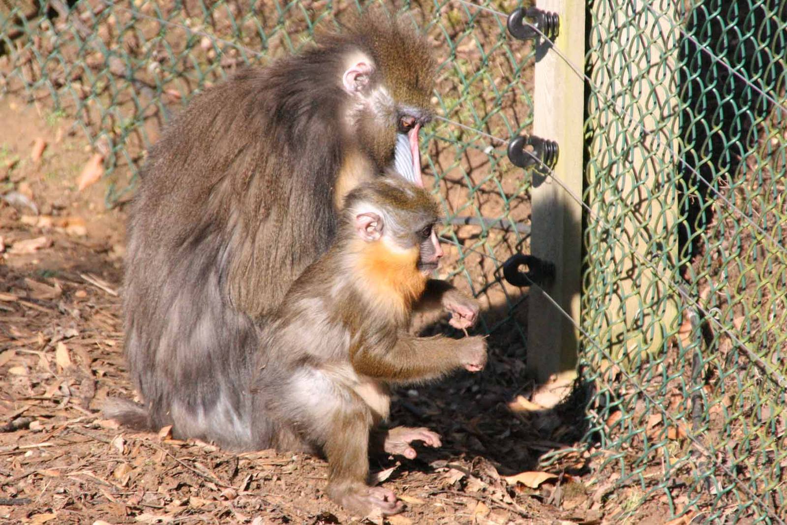 Adult Mandrill with young Mandrill