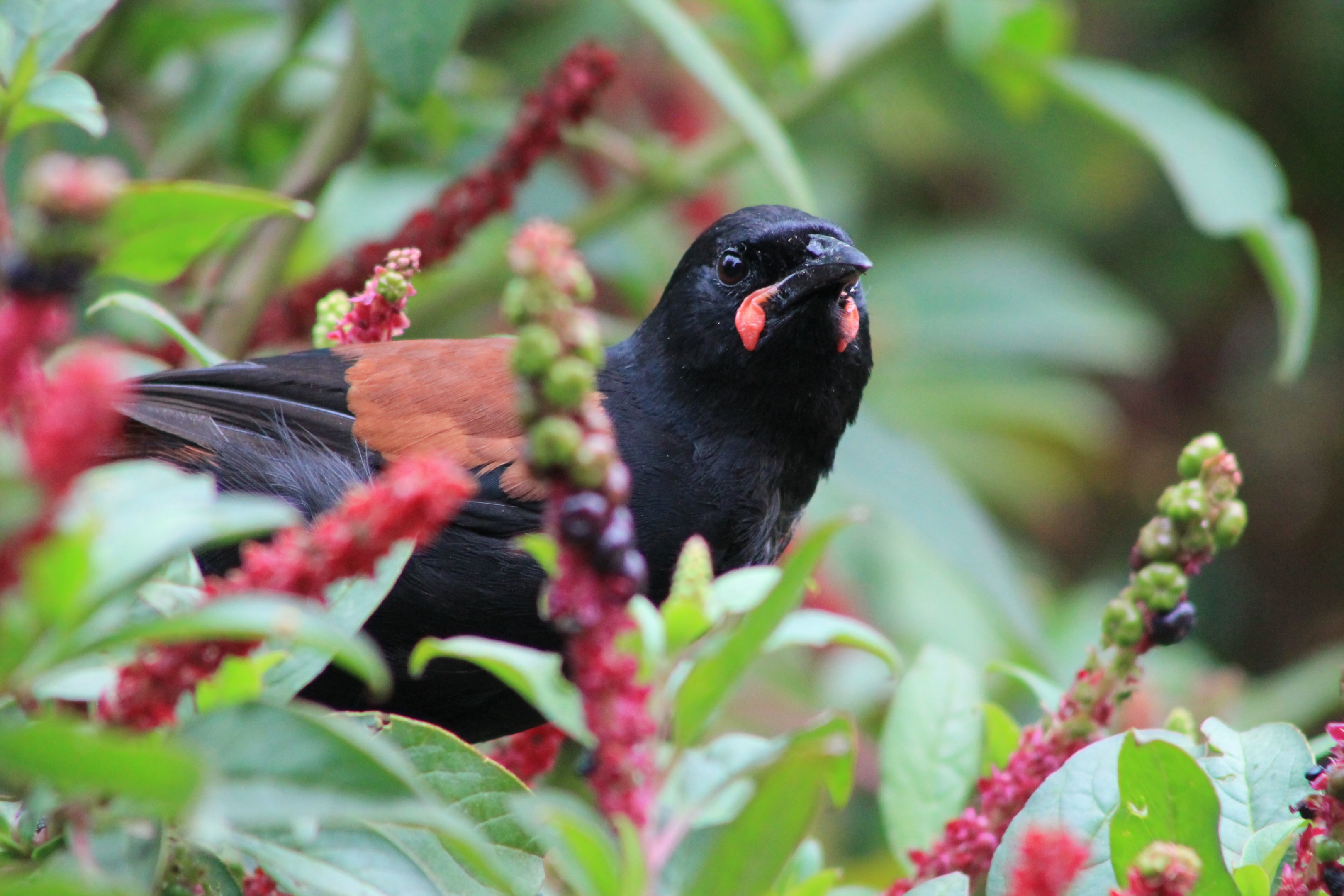 adult North Island Saddleback (Philesturnus carunculatus rufusater)