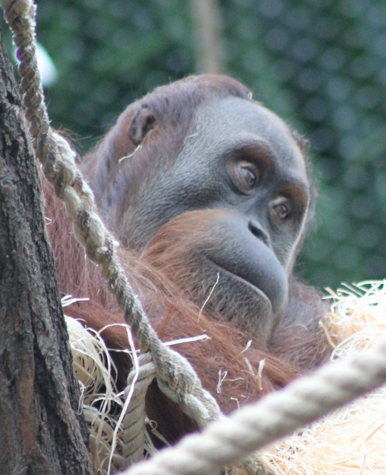 Adult Orang utan