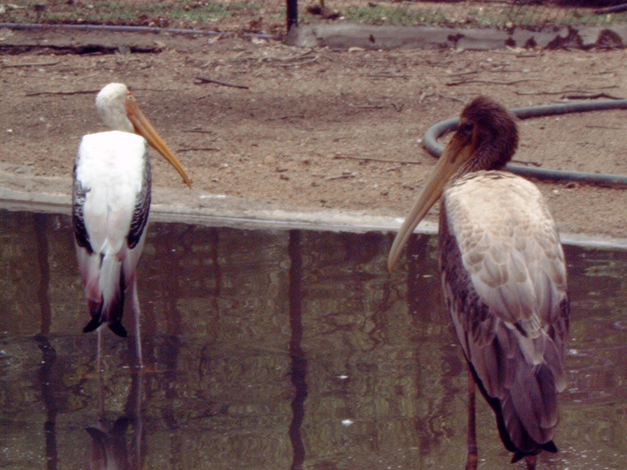 Adult Painted Stork (Mycteria leucocephala) and juvenile
