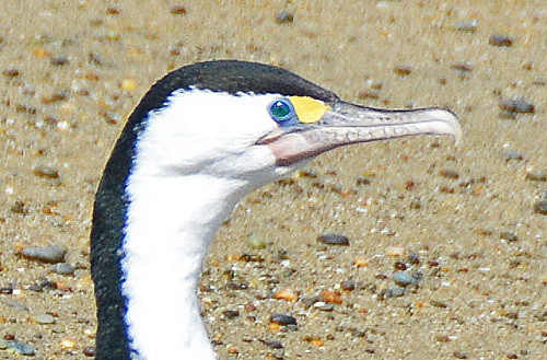 Adult pied cormorant portrait.