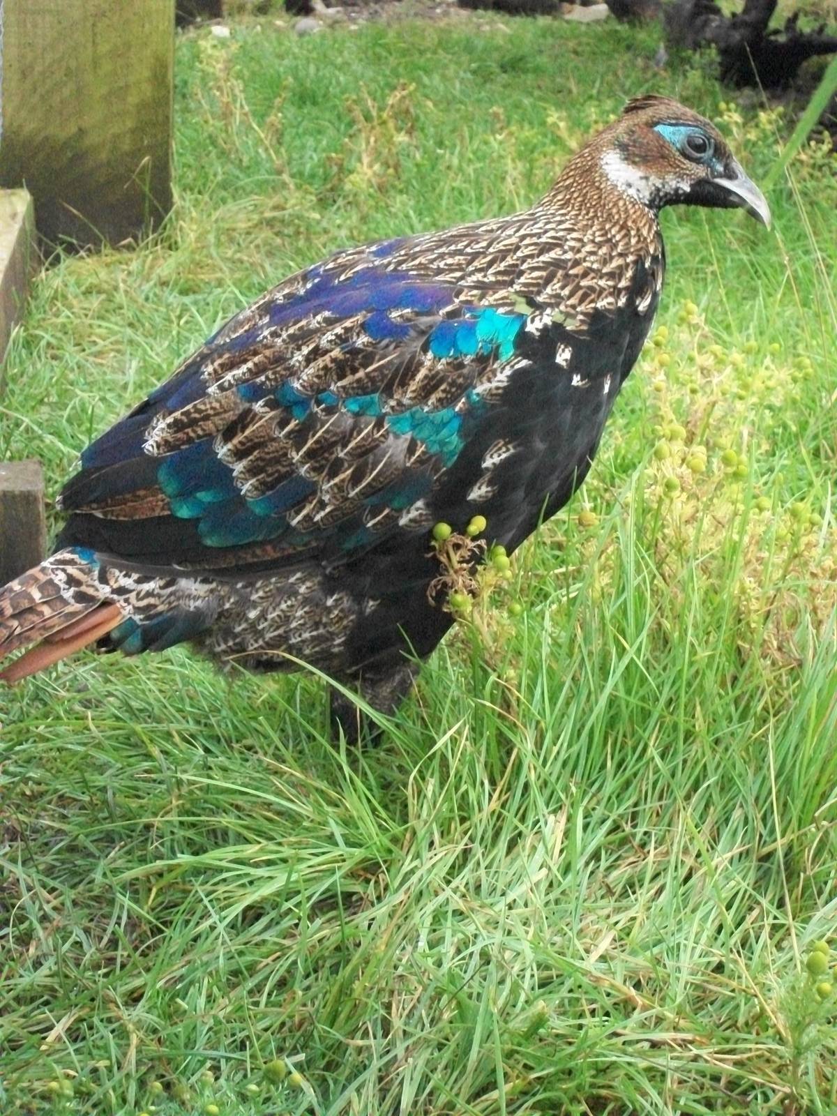 Adult plumage on its way, 6th July 2014