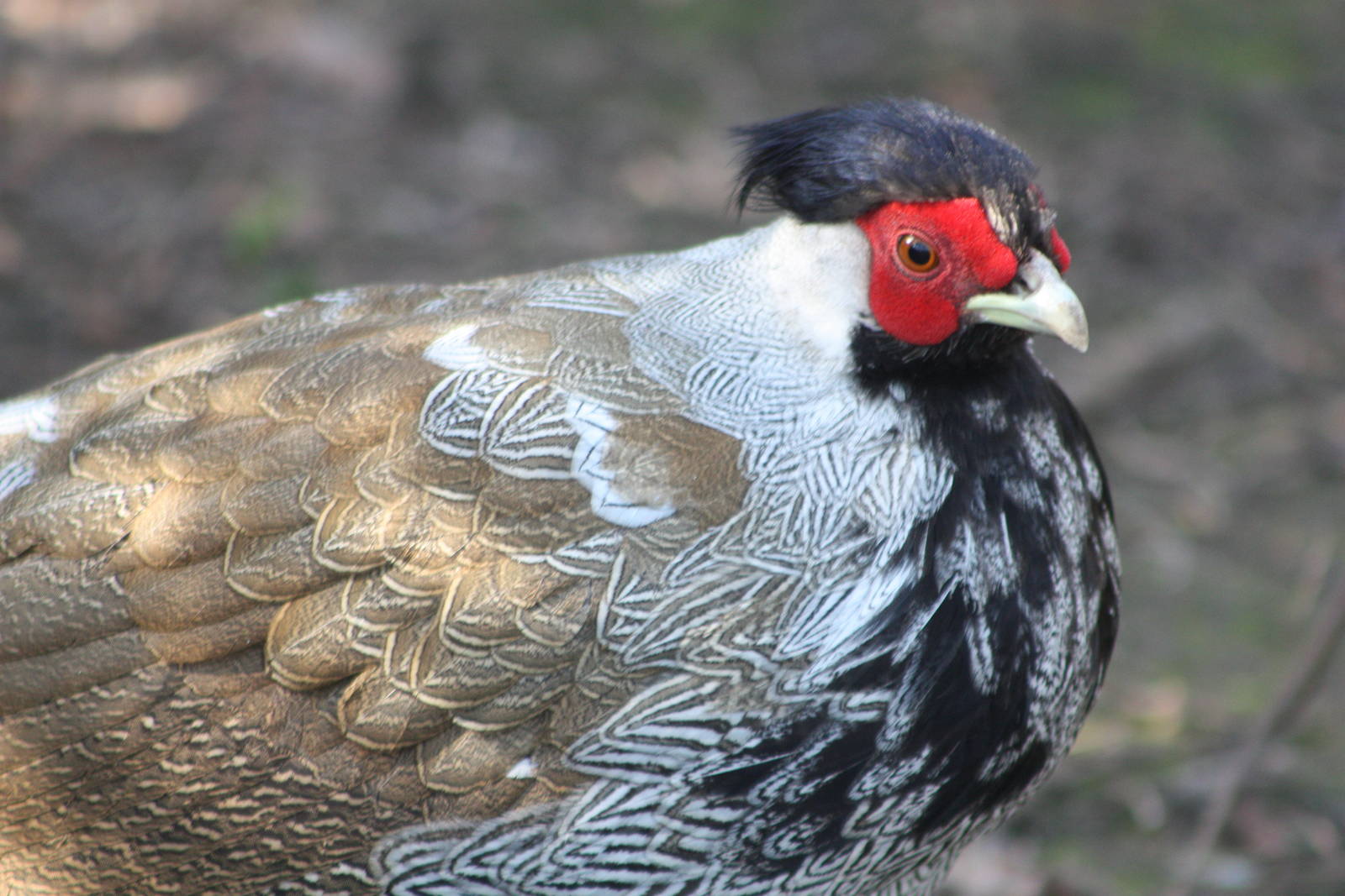 Adult plumage on its way, 8th April 2015