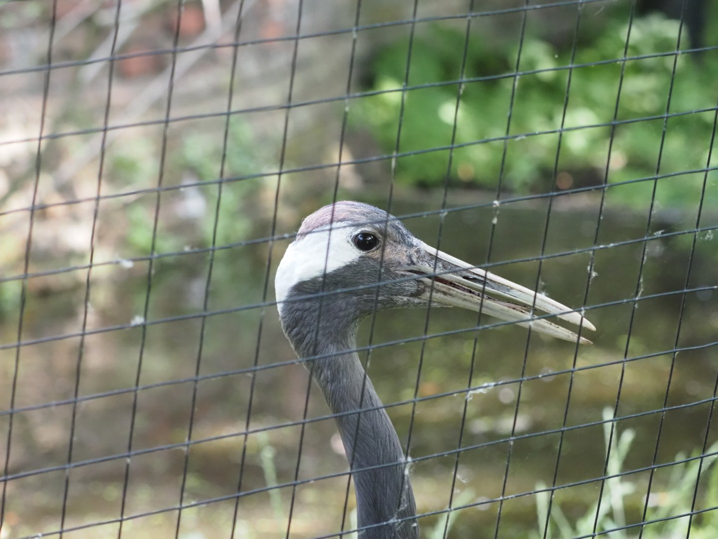 Adult Red-Crowned Crane