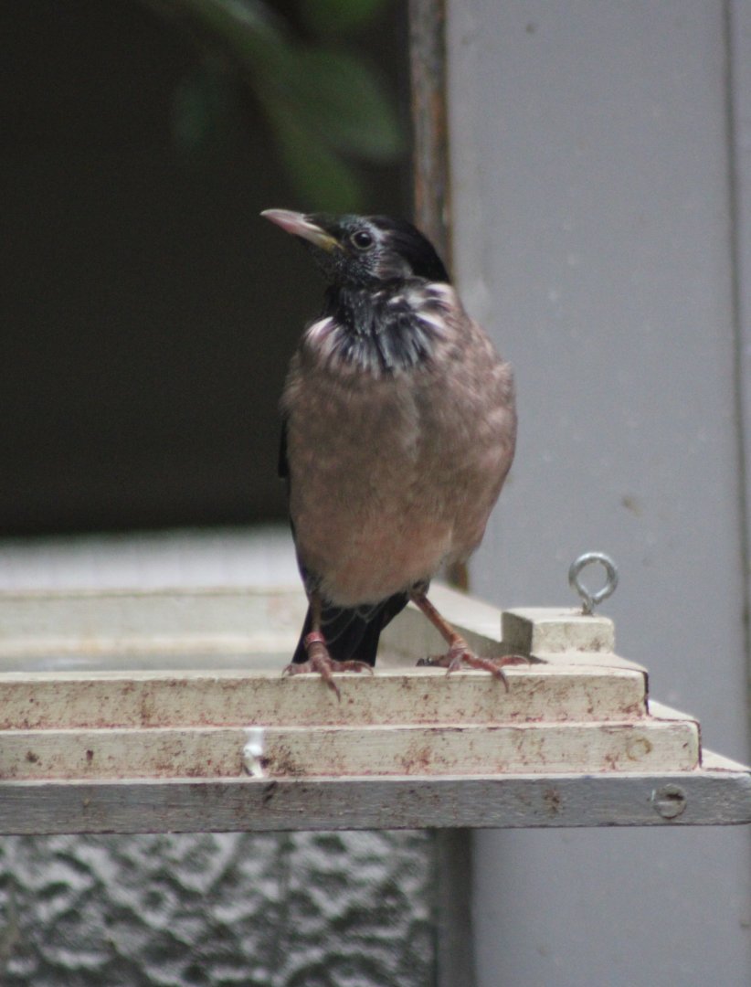 Adult Rose-coloured starling