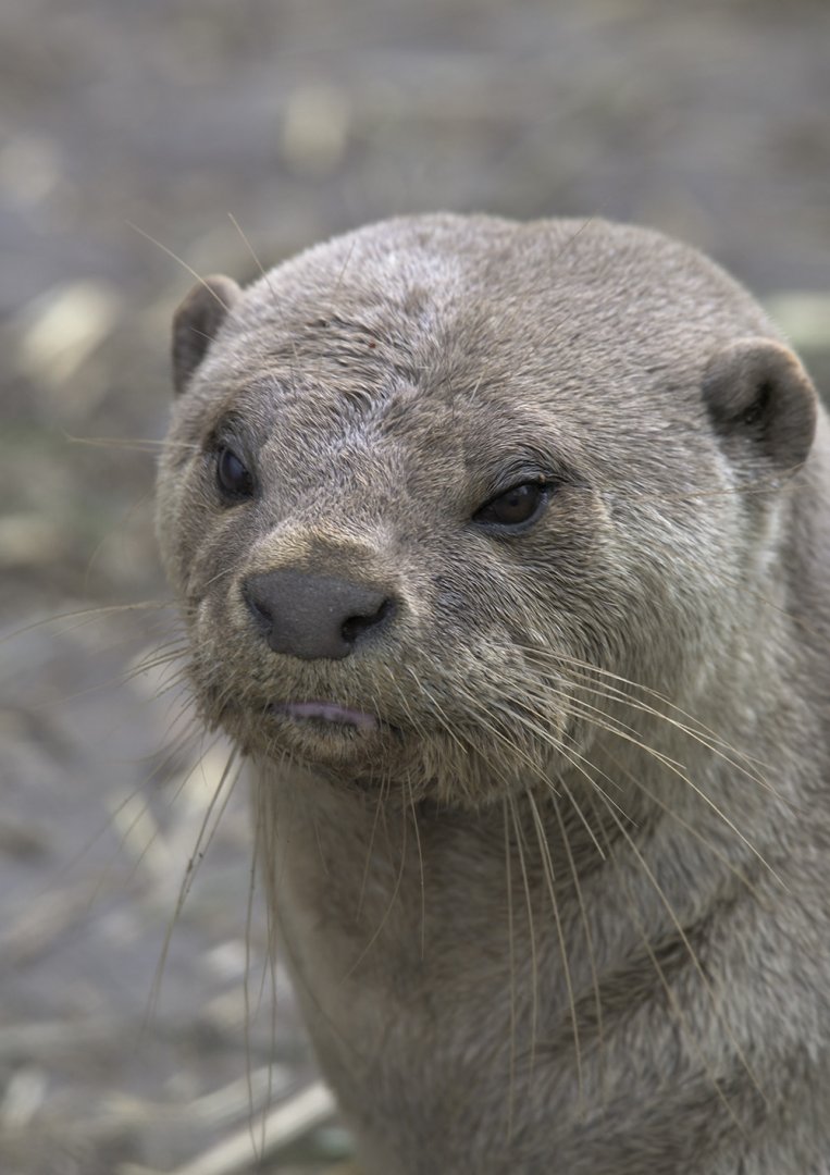 Adult smooth otter