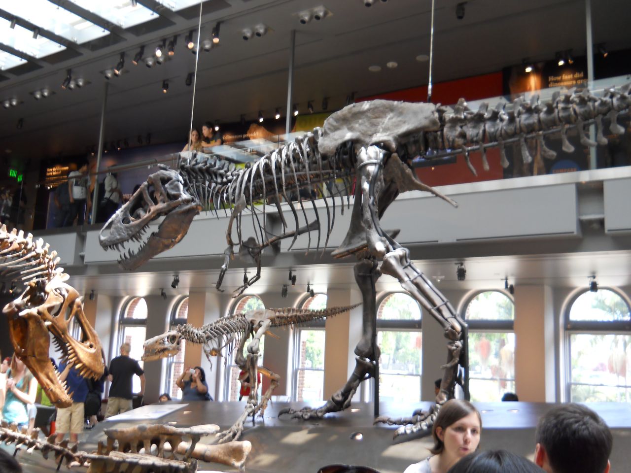 Adult, teenage, and juvenile T. rexs