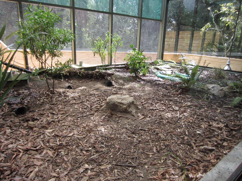 Adult tuatara outside exhibit