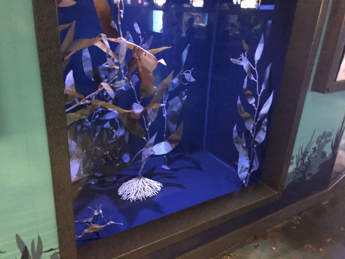 Adult weedy sea dragon tank