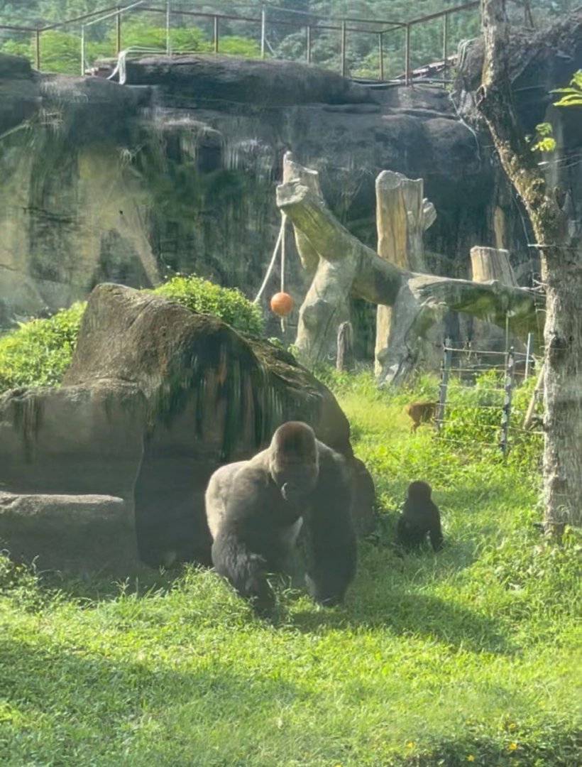 Adult western gorilla at African Animal Area