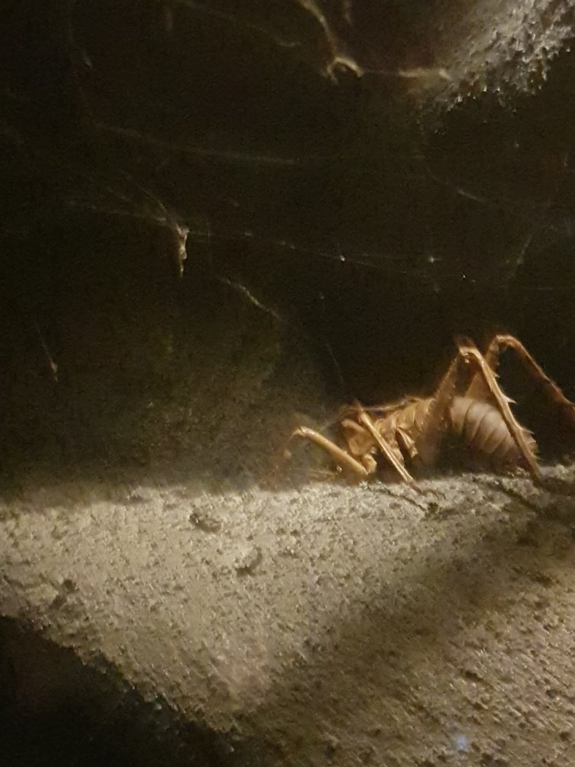 Adult  Wētāpunga (Deinacrida heteracantha)