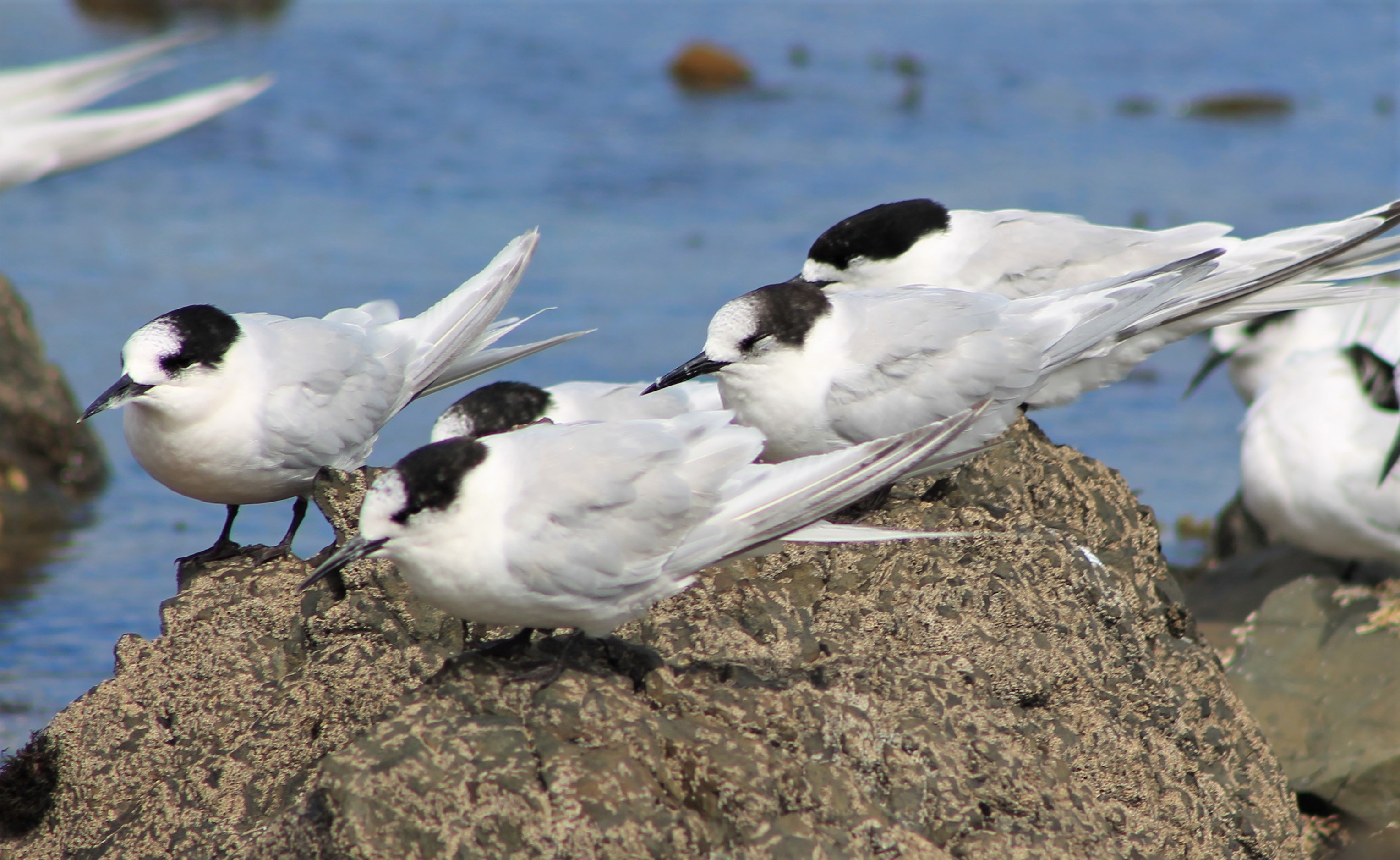 Adult White-fronted Terns (Sterna striata)