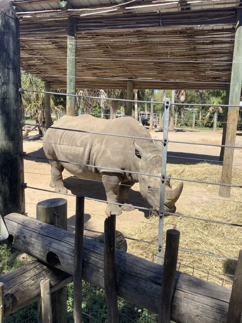 Adult white rhino 3/20/24