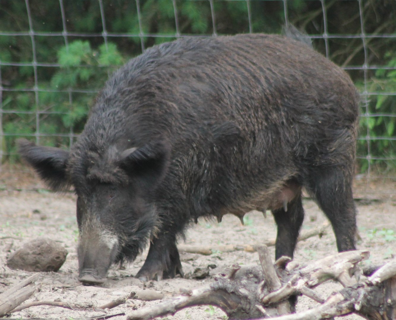 Adult Wild boar - female
