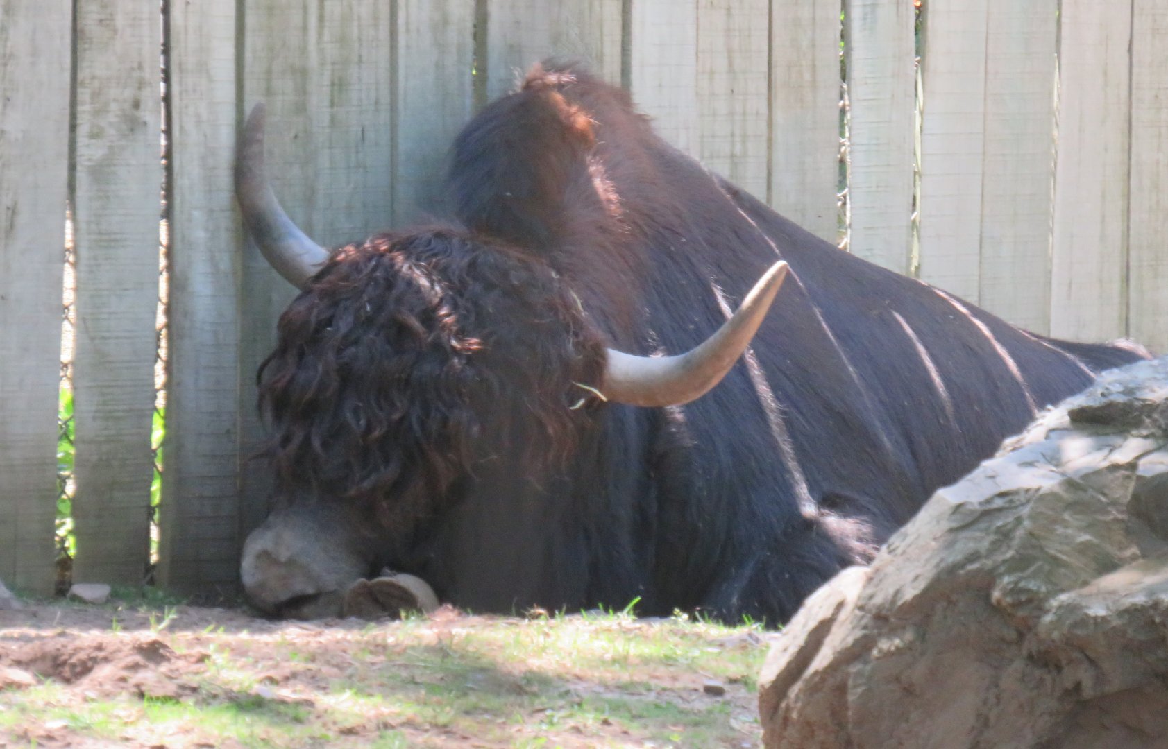 Adult yak