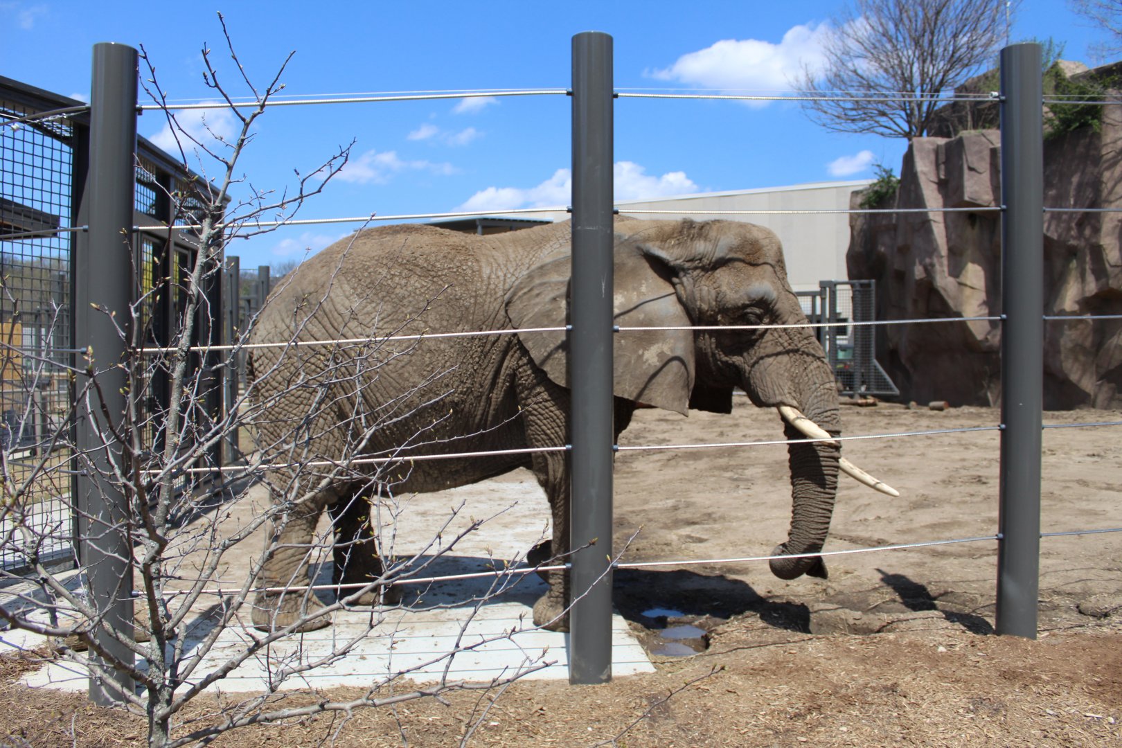 Adventure Africa - African Elephant Demonstration Yard
