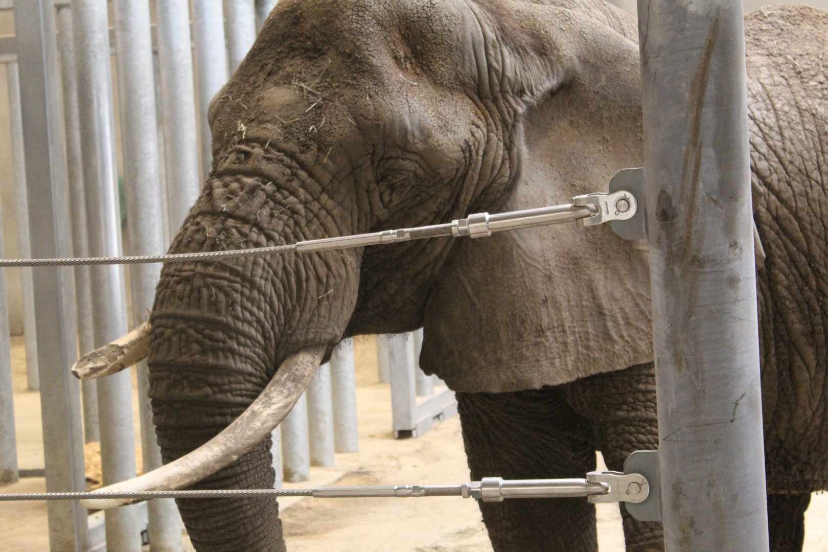 Adventure Africa - African Elephant