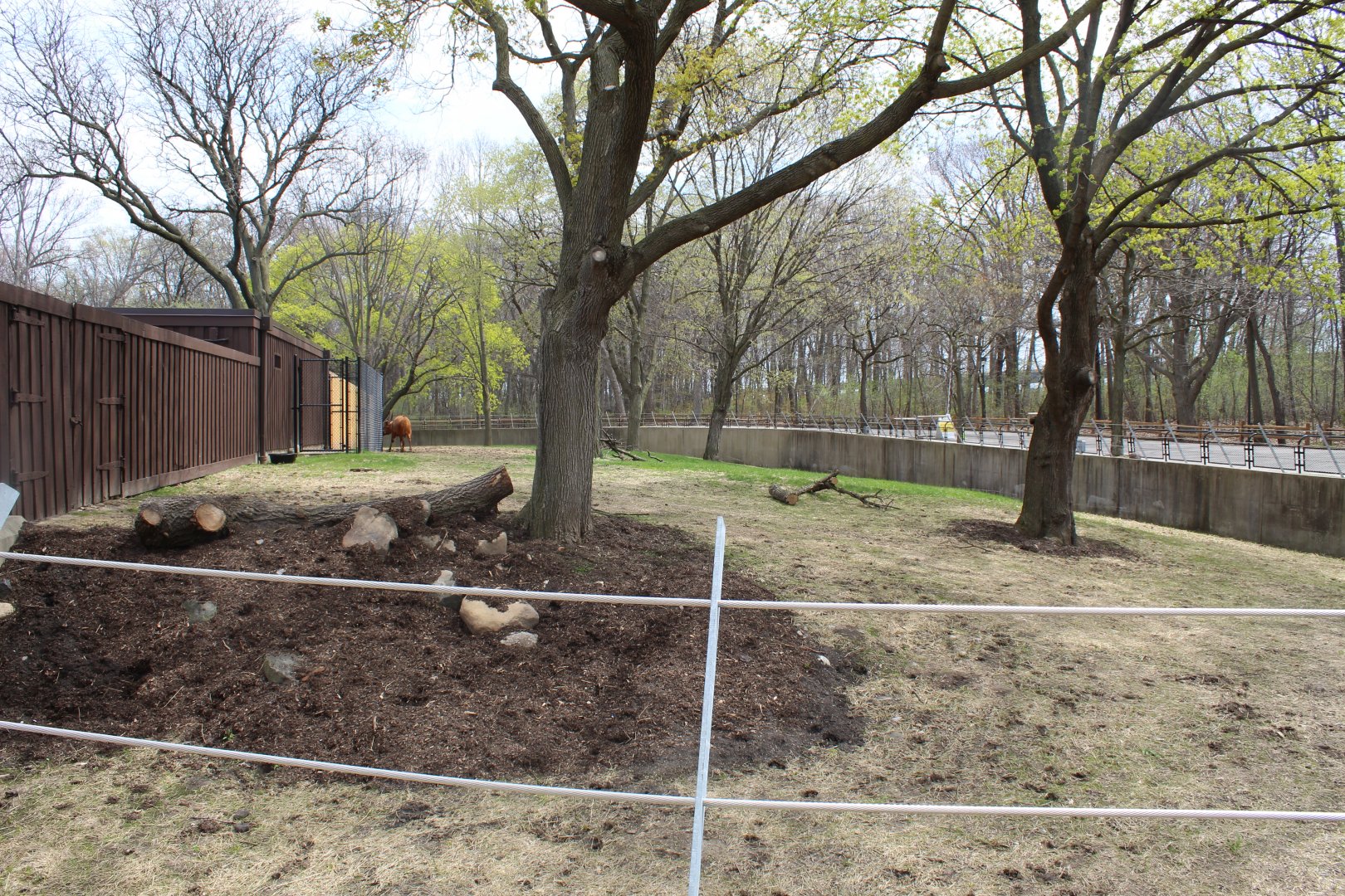 Adventure Africa - African Forest (Eastern Bongo, Yellow-backed Duiker, Kenyan Crested Guineafowl)