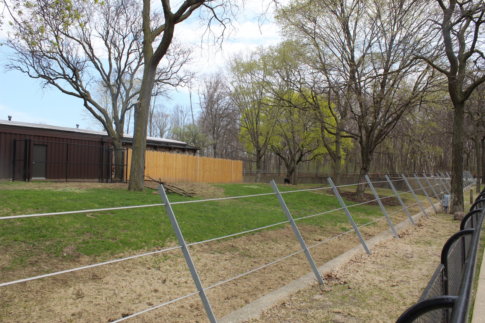 Adventure Africa - African Forest (Eastern Bongo, Yellow-backed Duiker, Kenyan Crested Guineafowl)