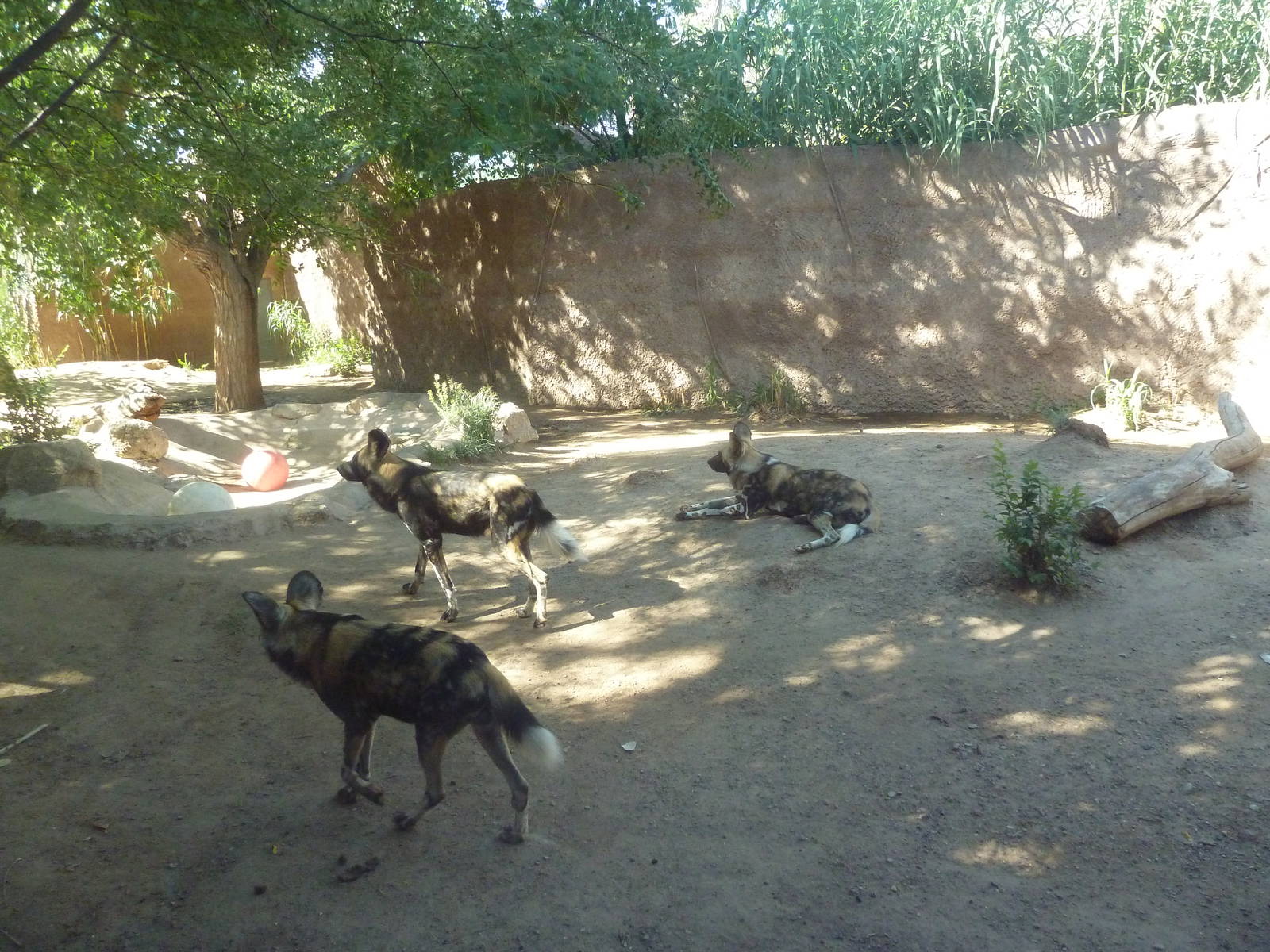Adventure Africa - African Wild Dog Exhibit