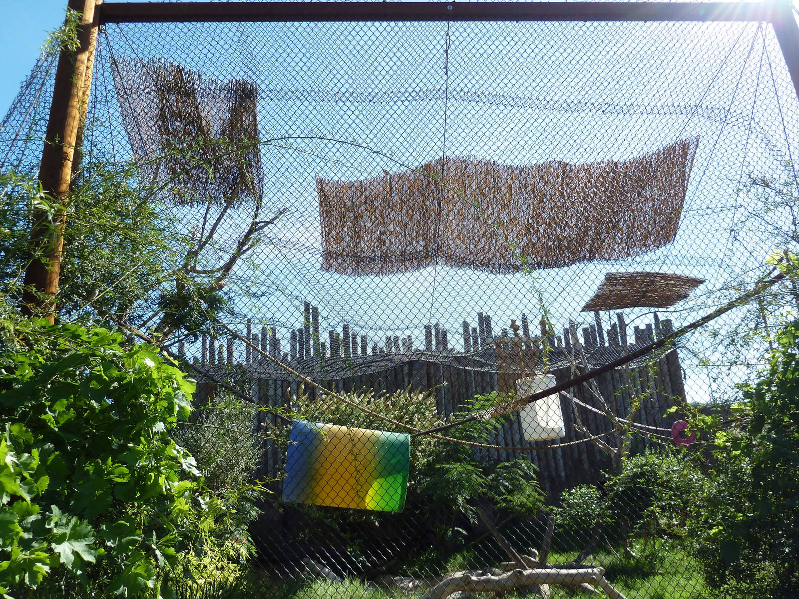 Adventure Africa - DeBrazza Guenon Exhibit