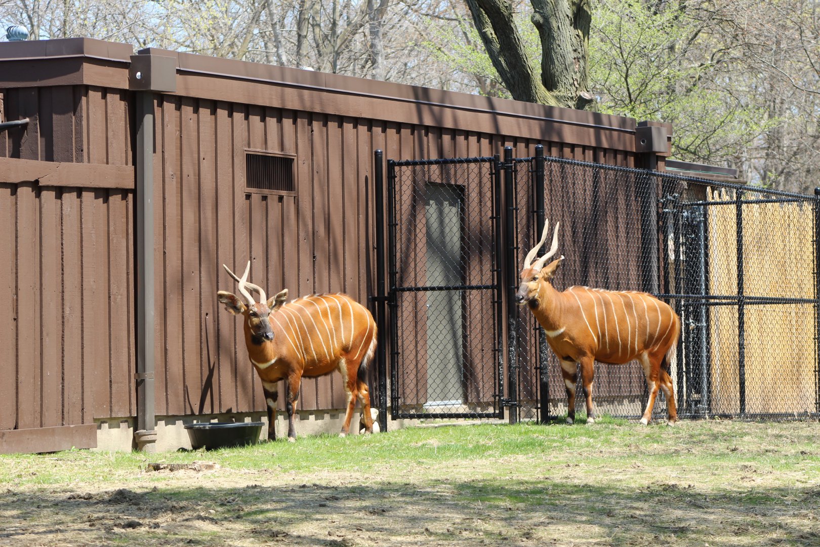 Adventure Africa - Eastern Bongos
