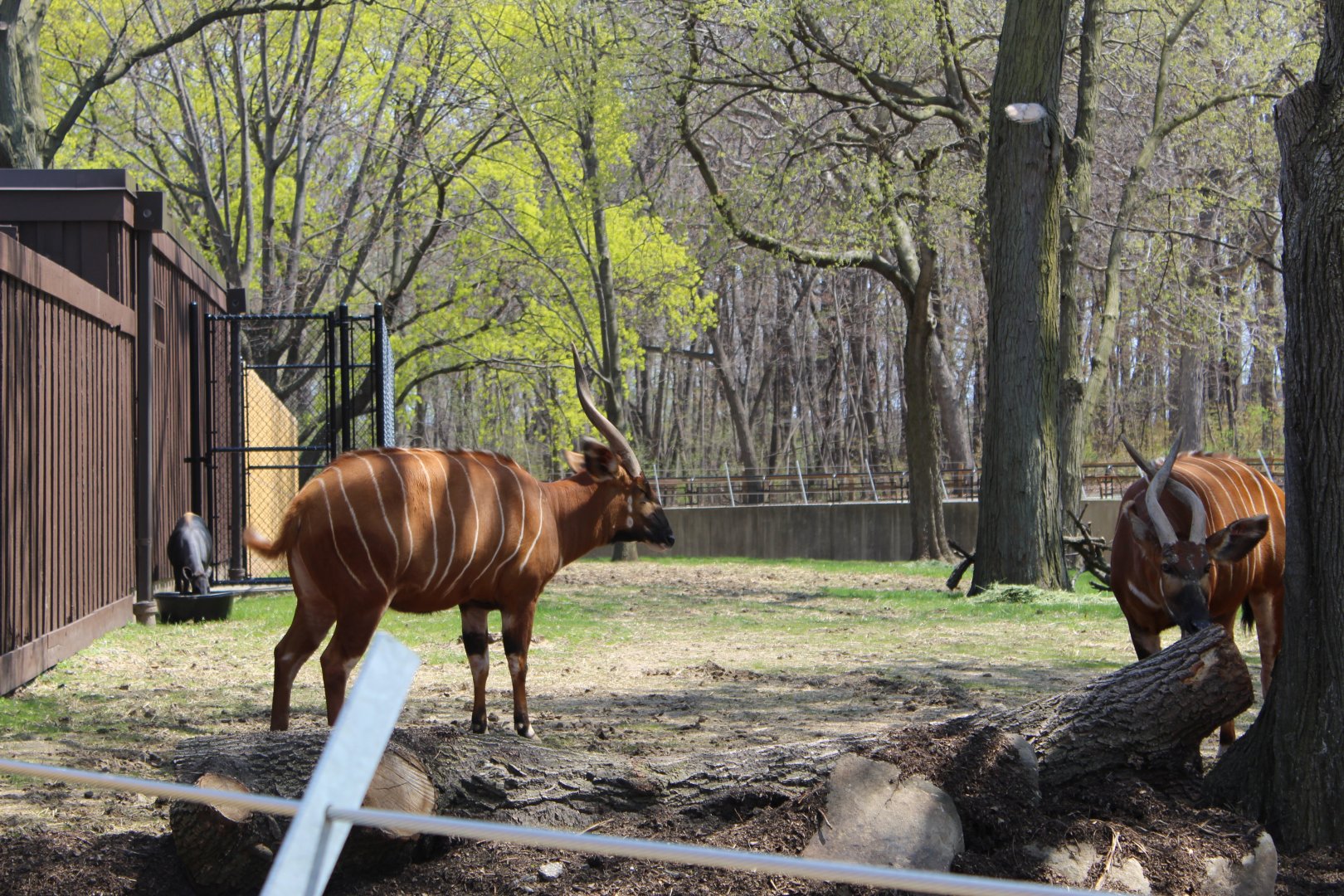 Adventure Africa - Eastern Bongos