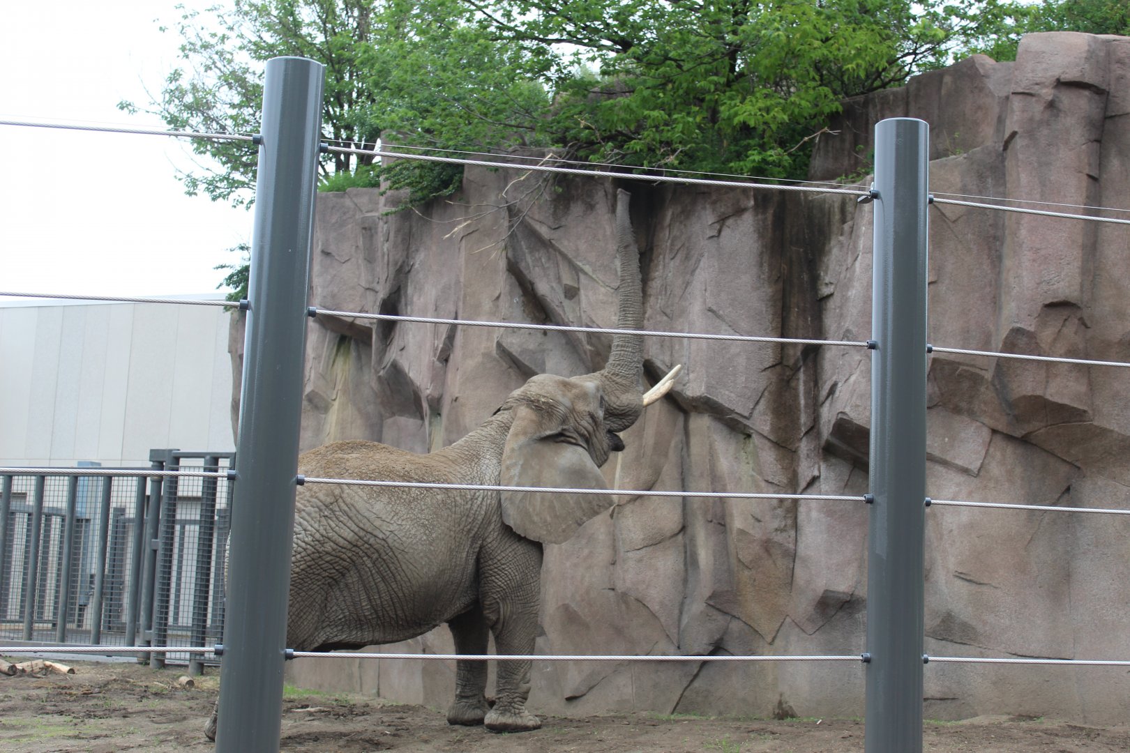 Adventure Africa - Elephant in Action