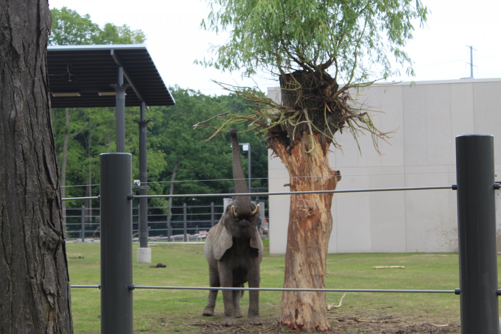 Adventure Africa - Elephant In Action