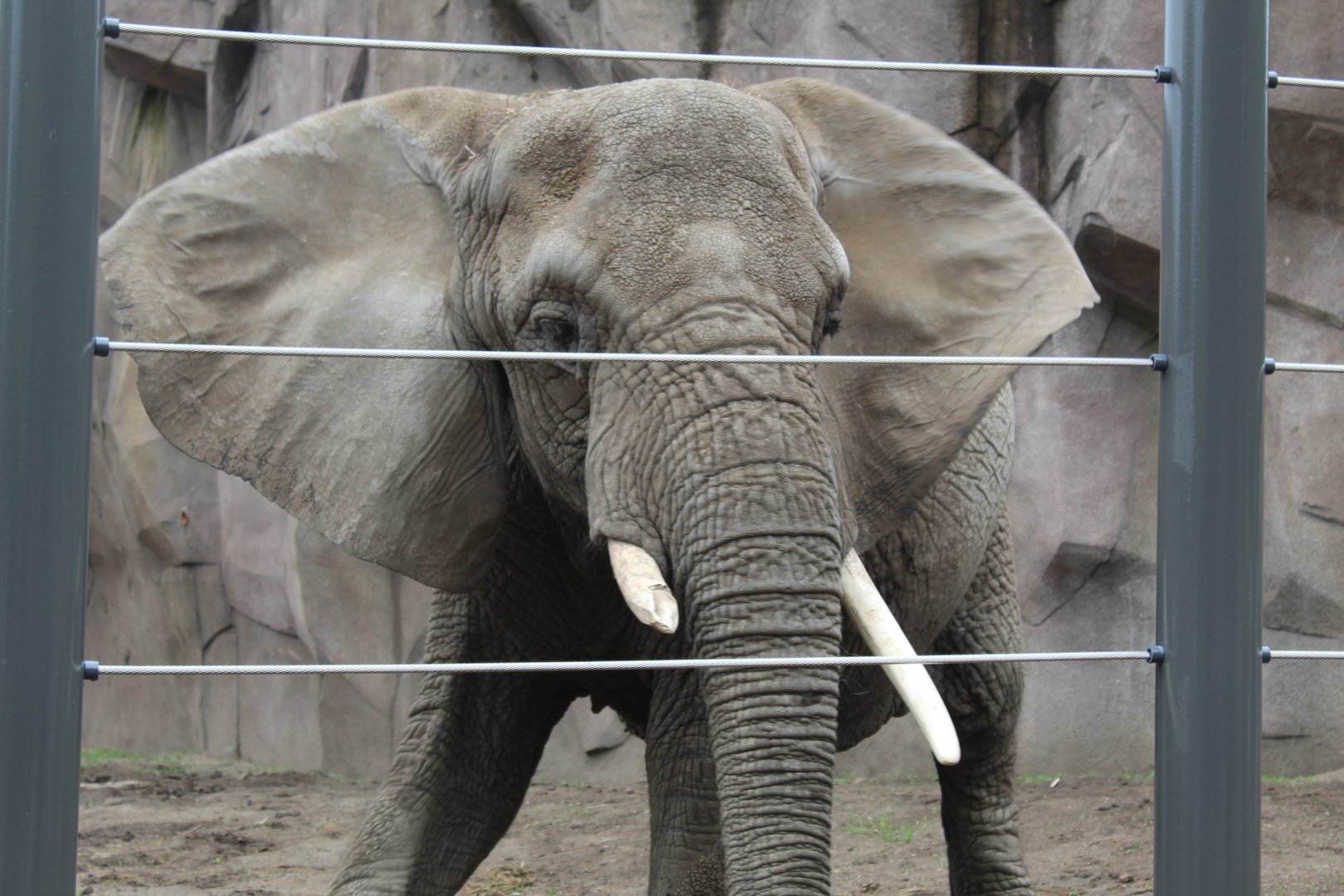 Adventure Africa - Elephant Up Close